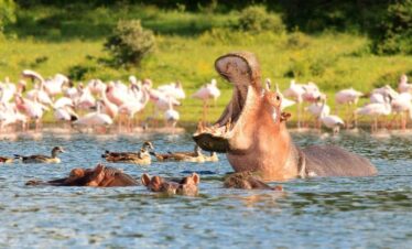 Affordable Kenya Safari for Seniors & Solo Travelers | 5-Day Budget Tour