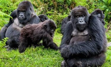 The Grand Safari: A Pan-African Odyssey