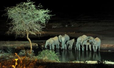 Luxury Night Safari Kenya | Full Moon Experiences & Private Stargazing