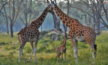 kenya tours and safaris