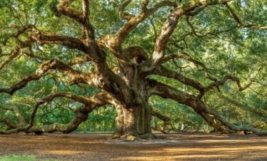 Insight Safari: Strategy & Wellness Retreat