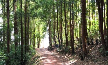 Mindful Minimalism: Budget Wellness Retreat