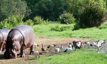 5-Day Essential Corporate Safari