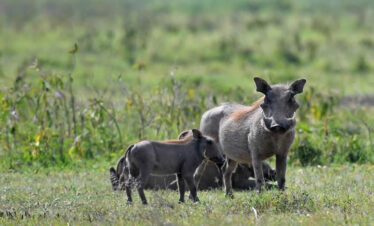 The Pathfinder: An Expedition Through East Africa